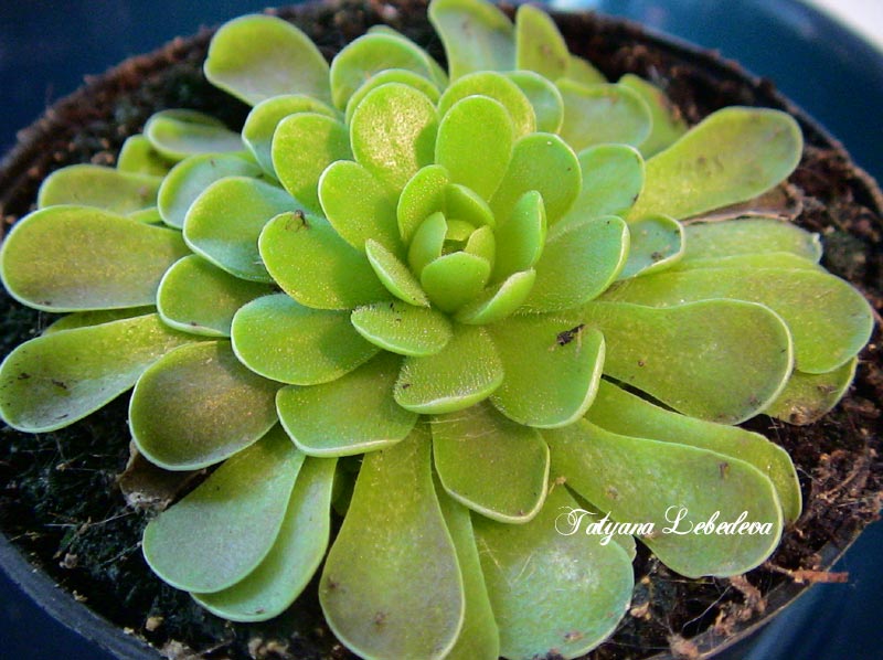 http://www.tatyane.com/carnivorous/photo/pinguicula-esseriana.jpg